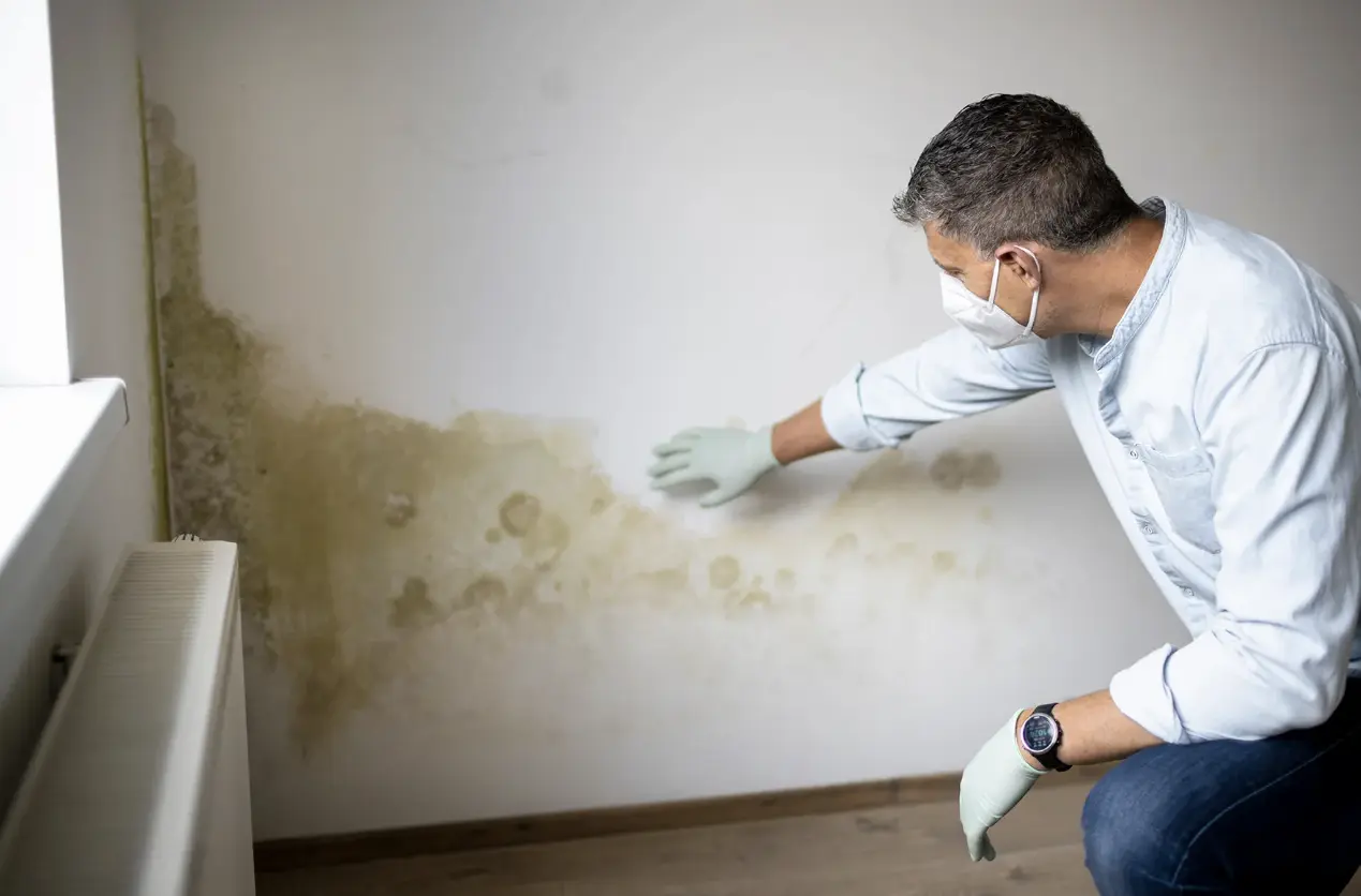 Mold remediation process